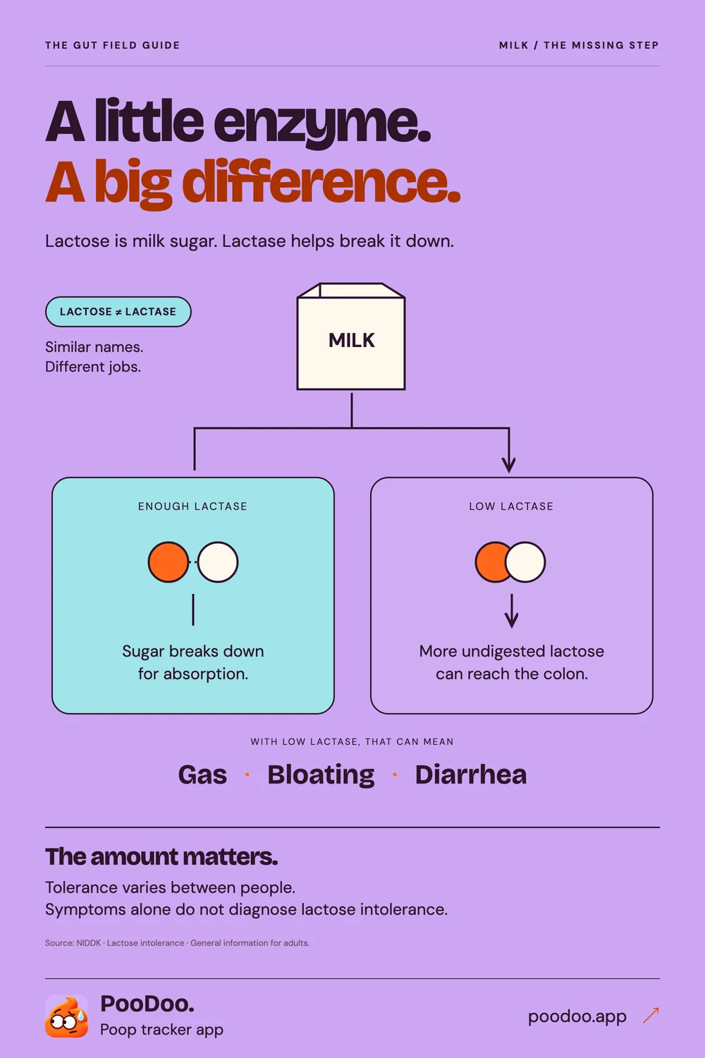 Illustrated explanation of lactose intolerance, milk sugar and digestive symptoms.
