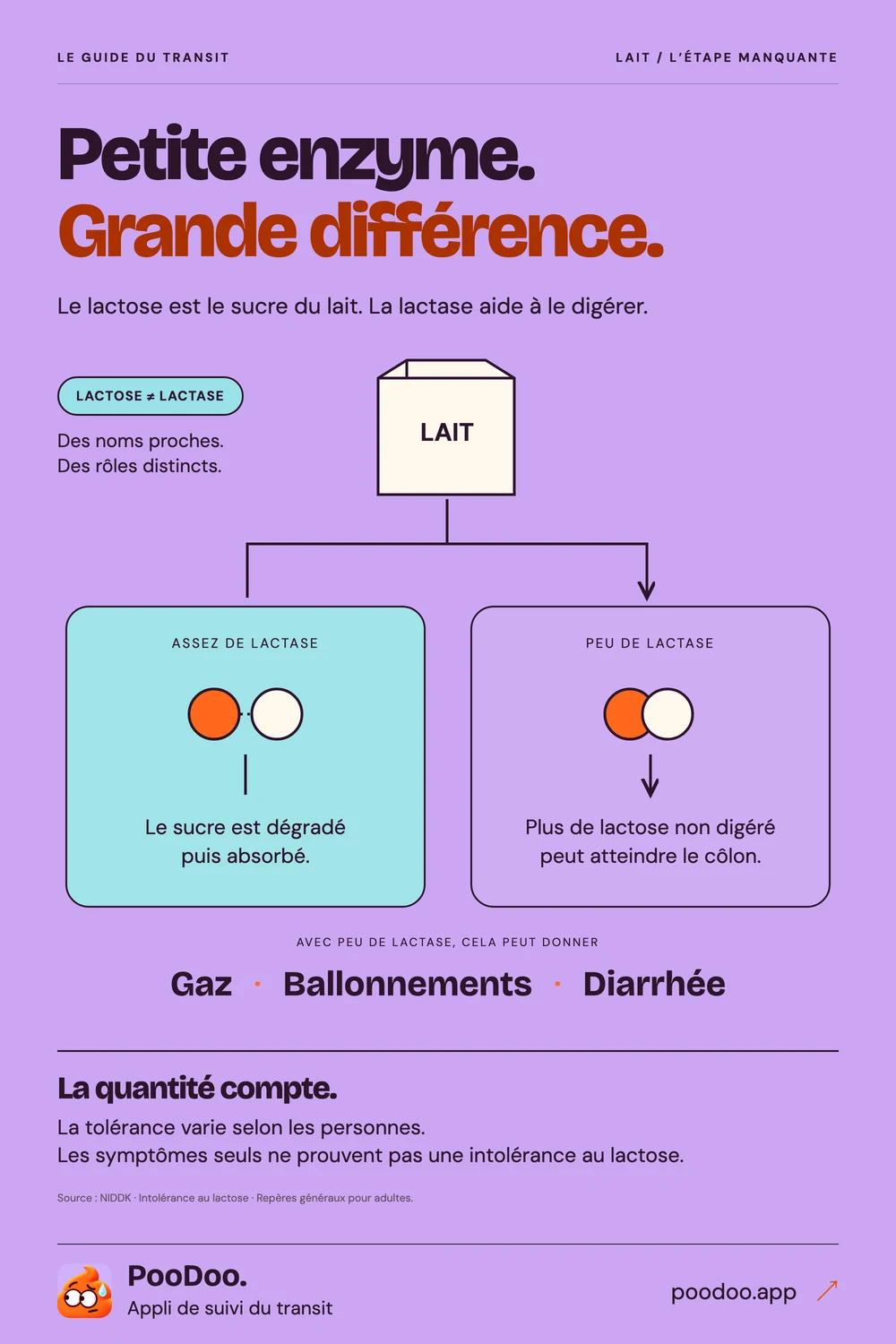 Infographie expliquant le lactose, sa digestion et les symptômes digestifs possibles.